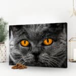 Foto-Adventskalender für Katzen